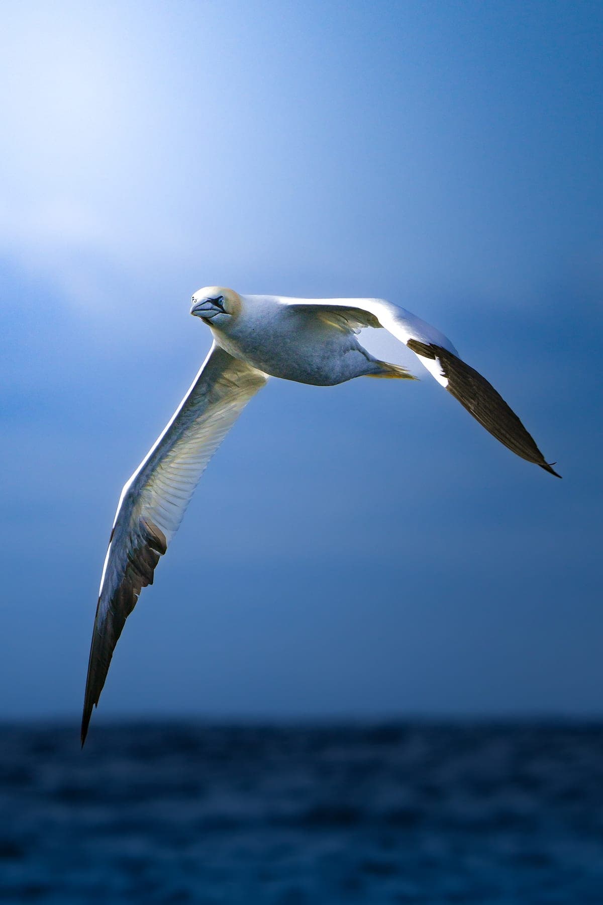 A gannet banking over the sea, lit from behind against a blue sky.