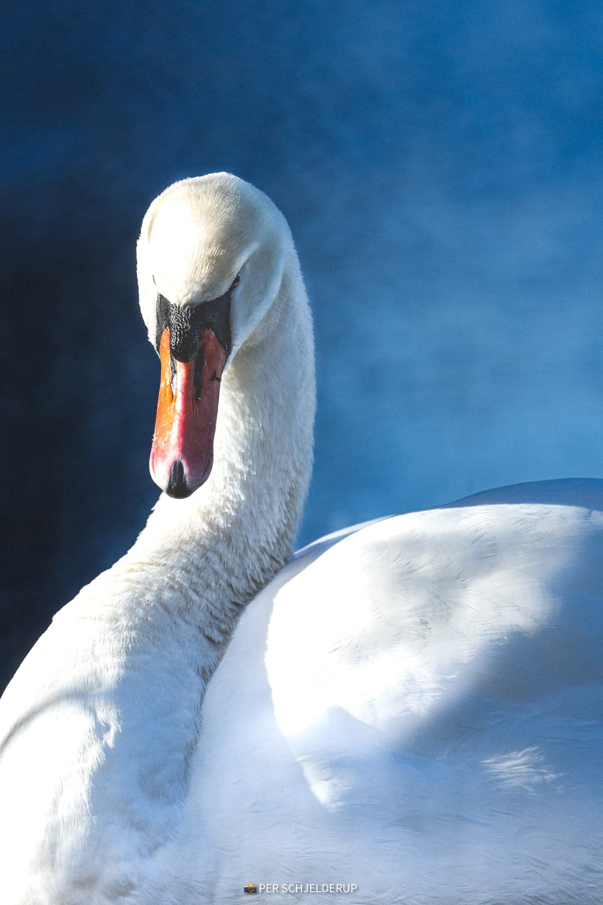 A mute swan against deep blue water, turning its head into low light.